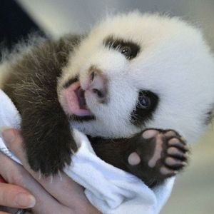 Meet your Posher, Johnny